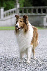 LASSIE – Adrian Johnston