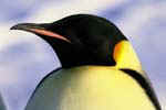 march_penguin_left